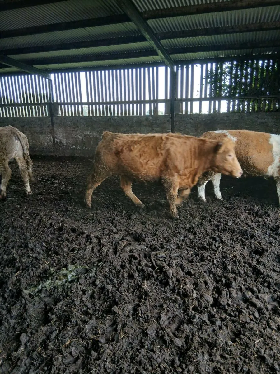 Beef heifers - Image 2