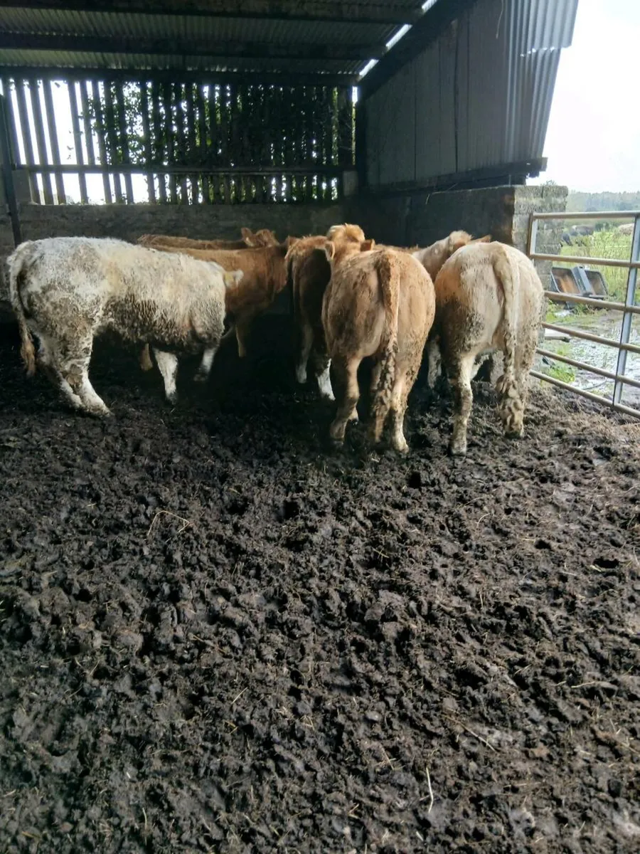 Beef heifers - Image 3