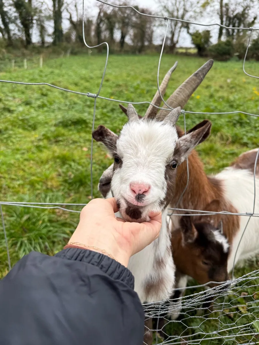 Pygmy Goats - Image 1