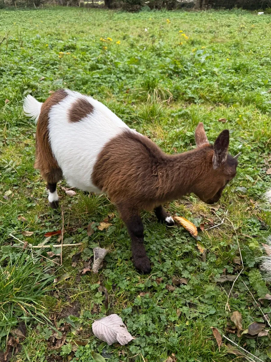 Pygmy Goats - Image 2
