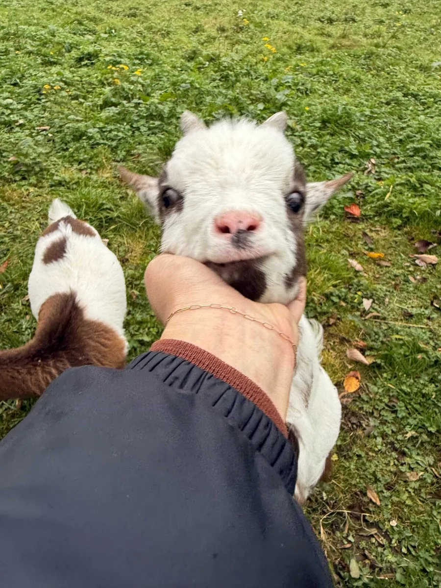 Pygmy Goats - Image 3