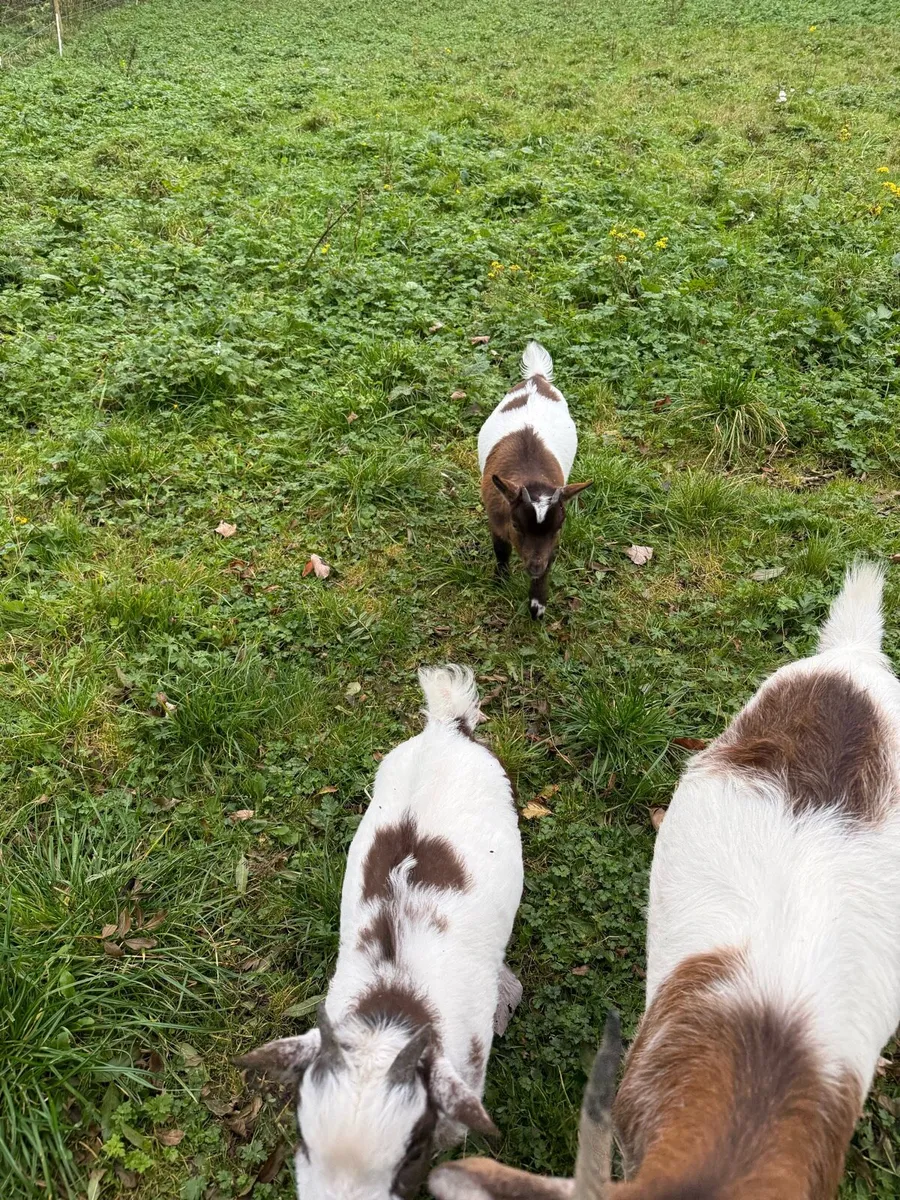 Pygmy Goats - Image 4
