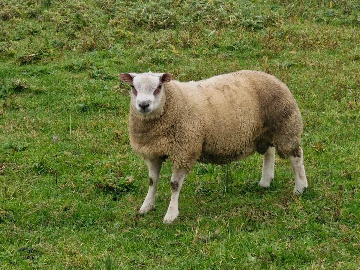 Roubex ram lamb - Image 1