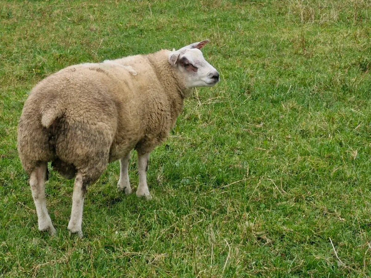 Roubex ram lamb - Image 2