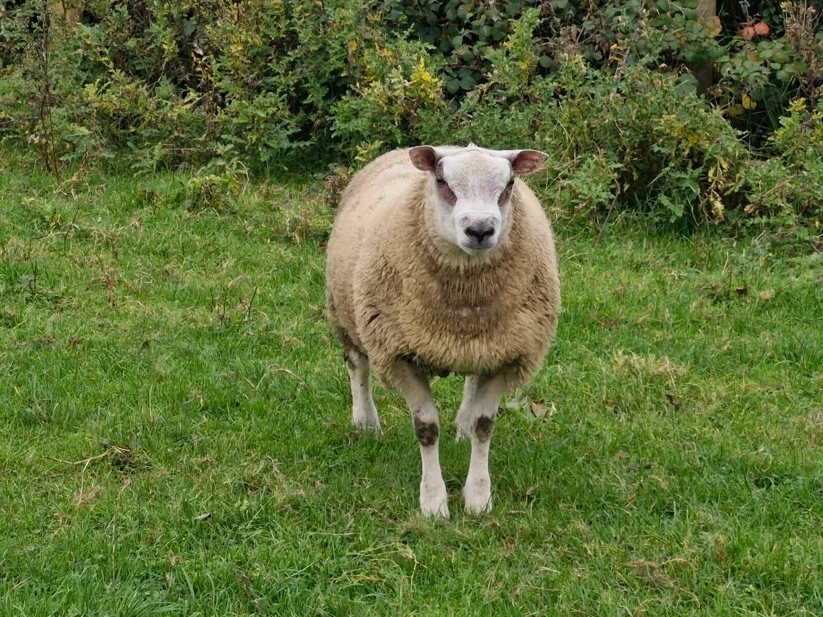 Roubex ram lamb - Image 3