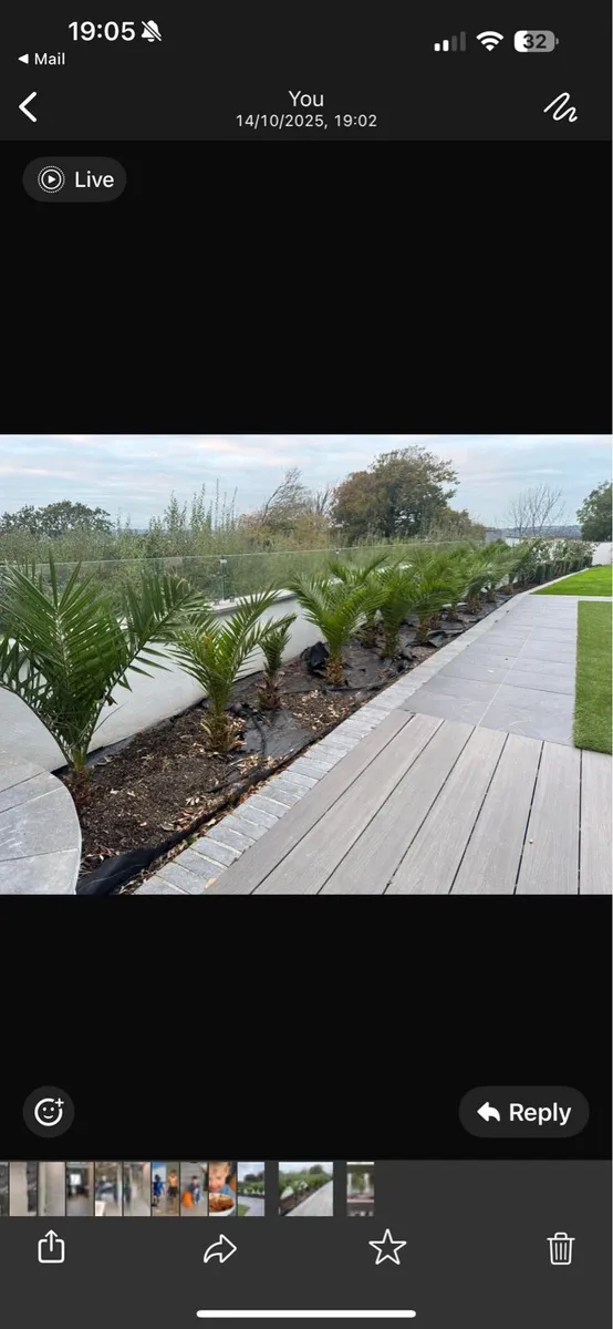 21 phoenix palms - Image 2