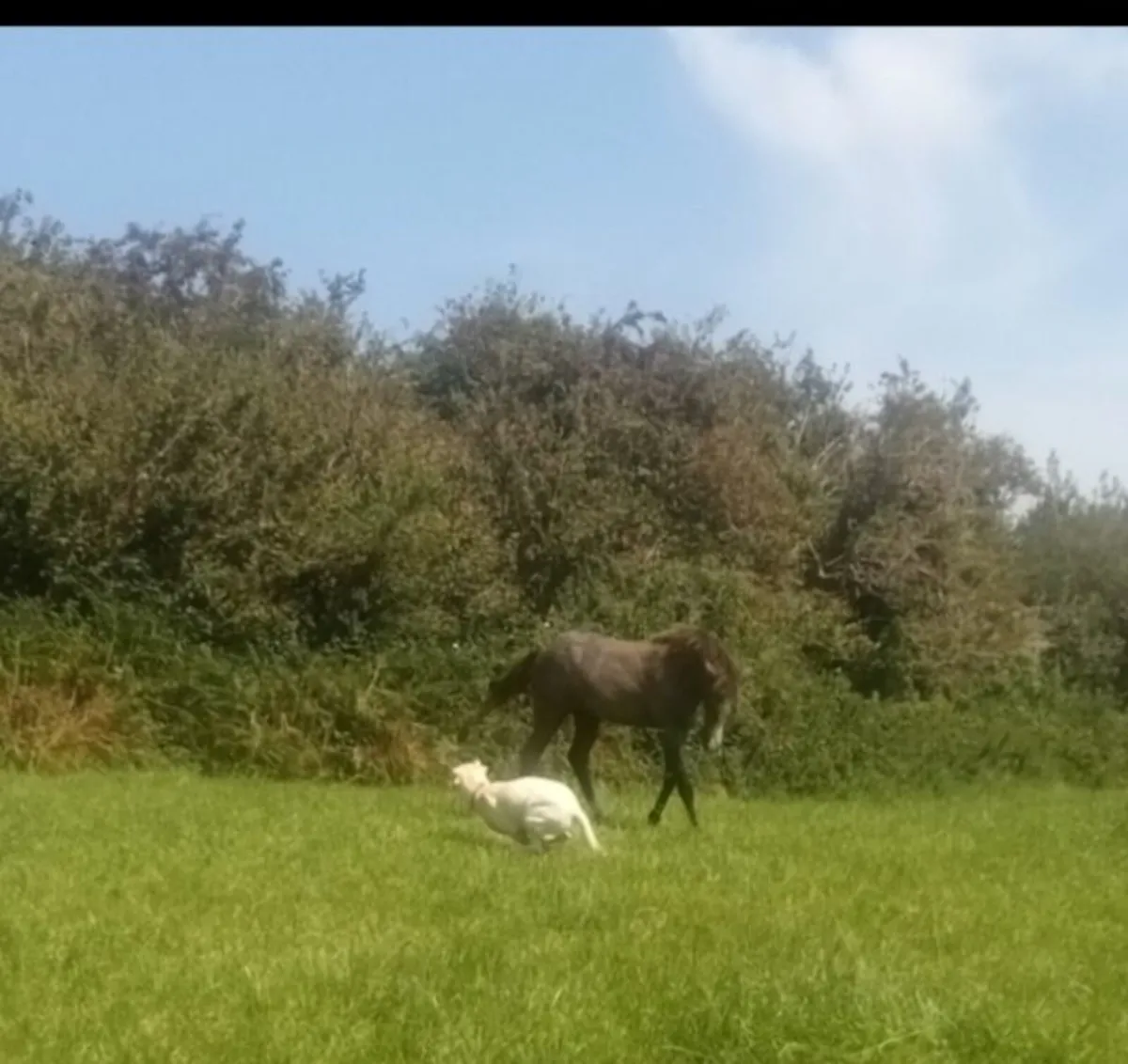 Connemara Colt Foal - Image 3