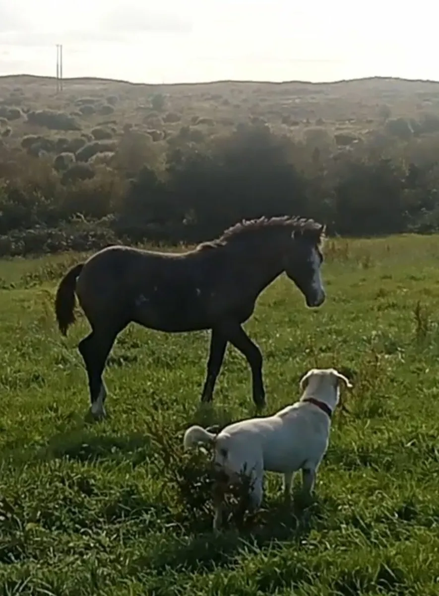 Connemara Colt Foal - Image 4
