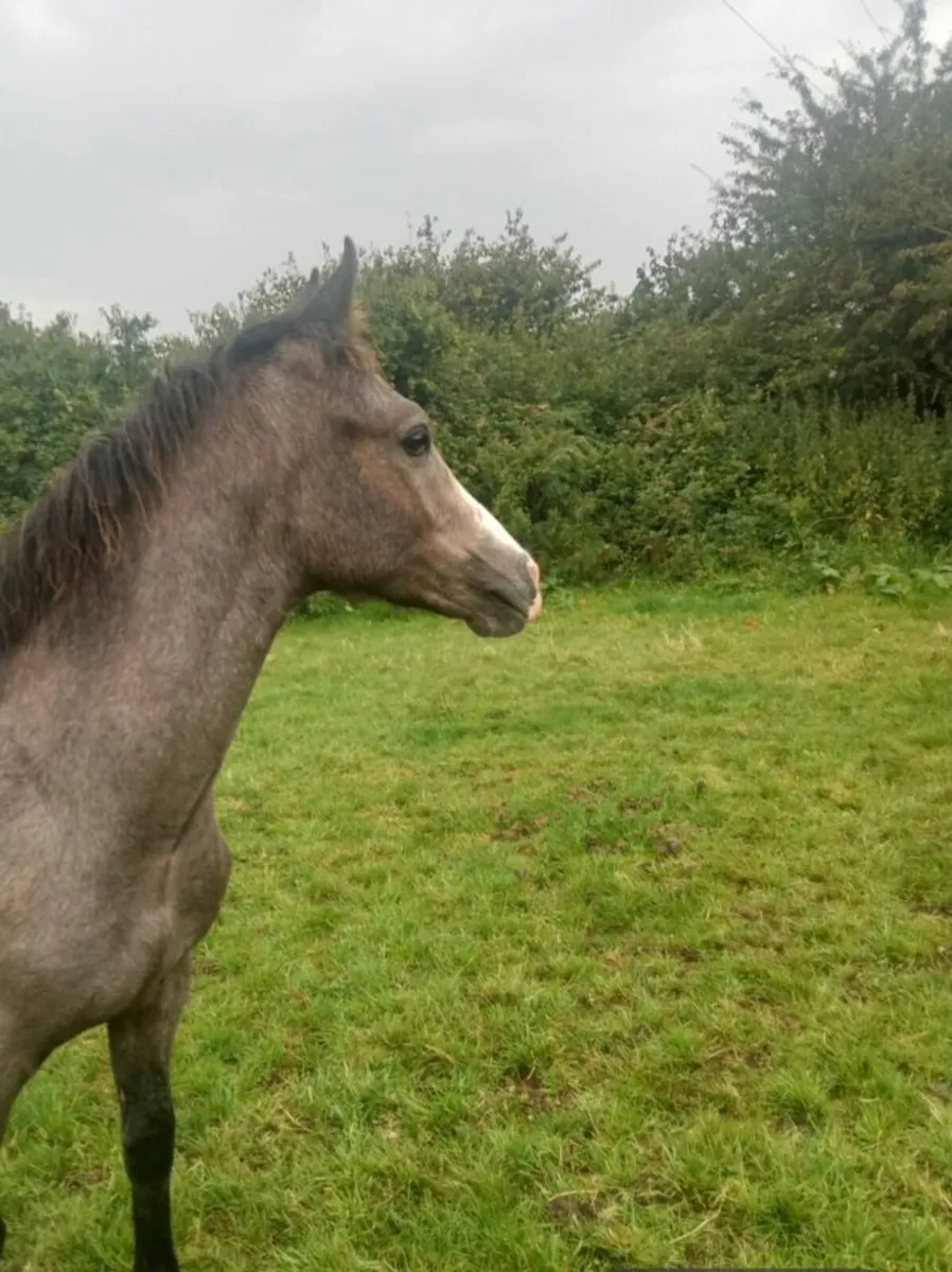Connemara Colt Foal - Image 1