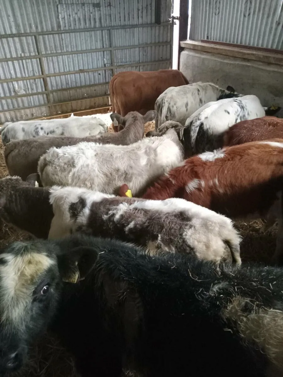 11 smashing continental weanlings - Image 1