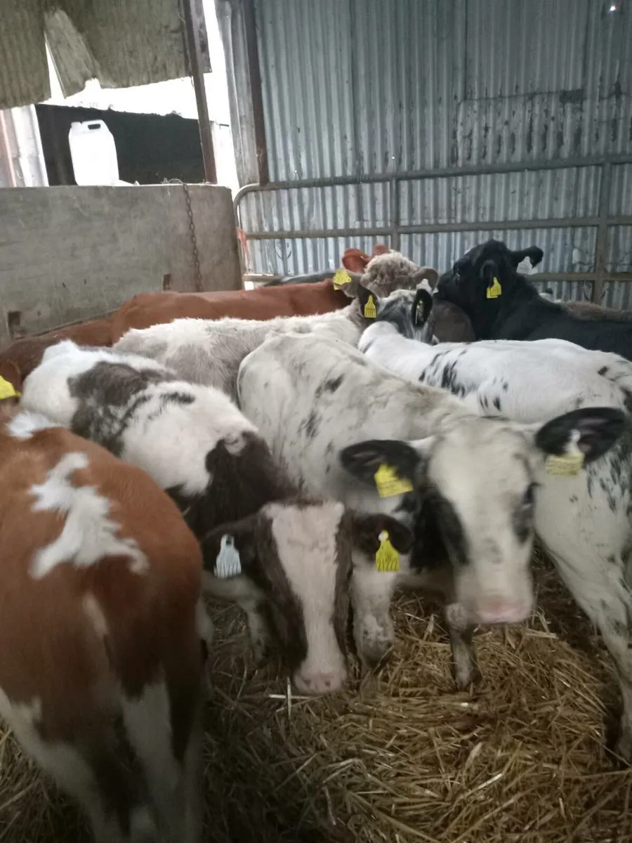 11 smashing continental weanlings - Image 2