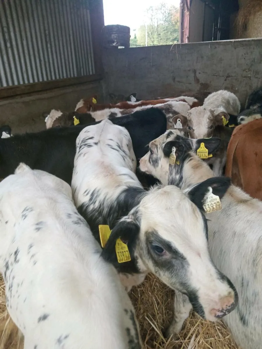 11 smashing continental weanlings - Image 3