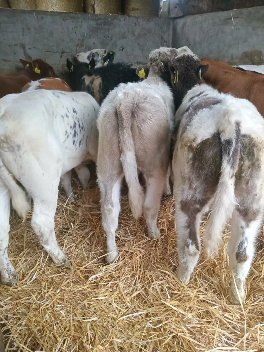 11 smashing continental weanlings - Image 4