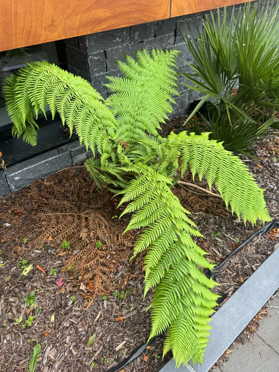 Tree Ferns - Image 1