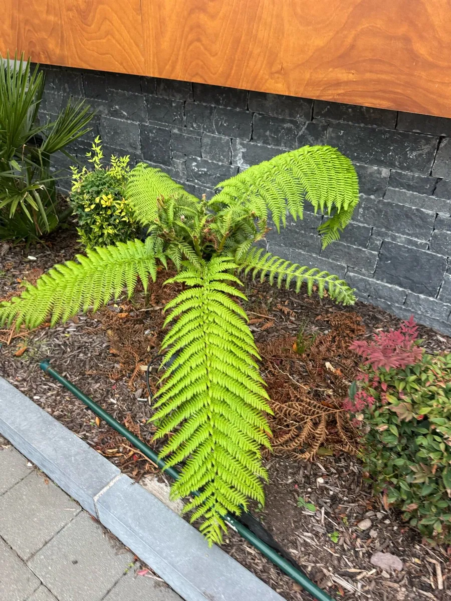 Tree Ferns - Image 2