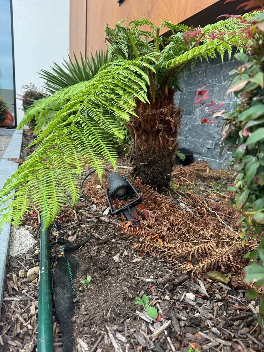 Tree Ferns - Image 3