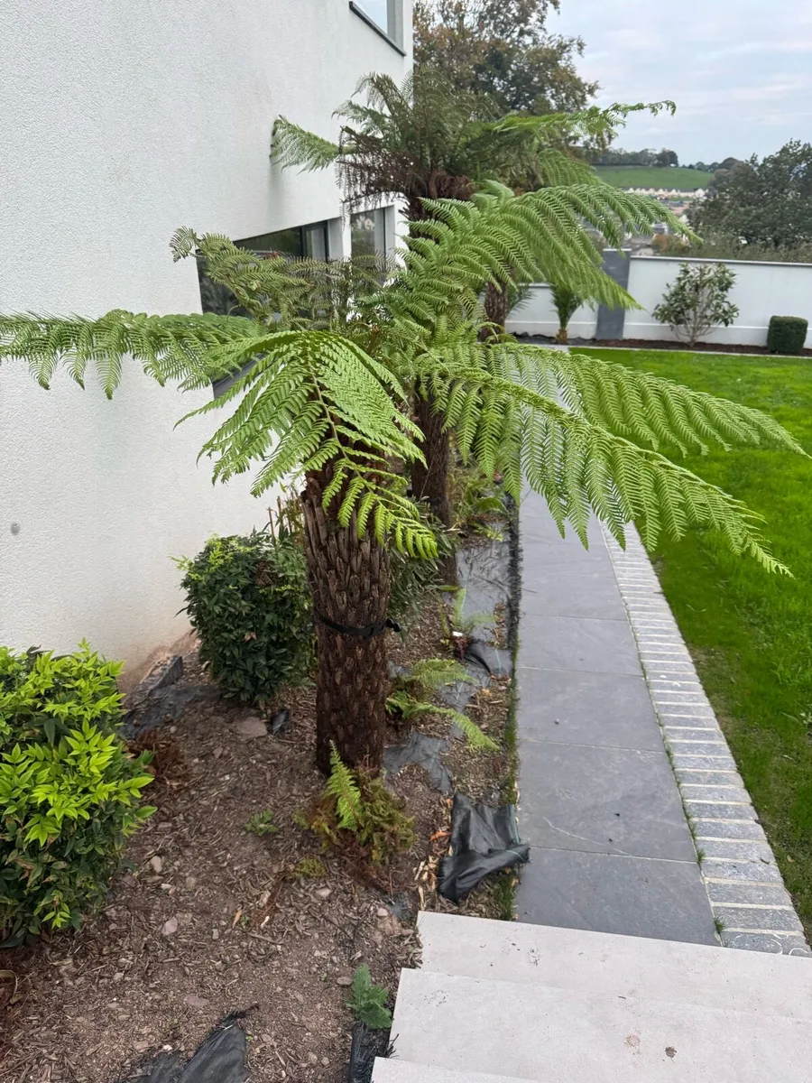 Tree Ferns - Image 4