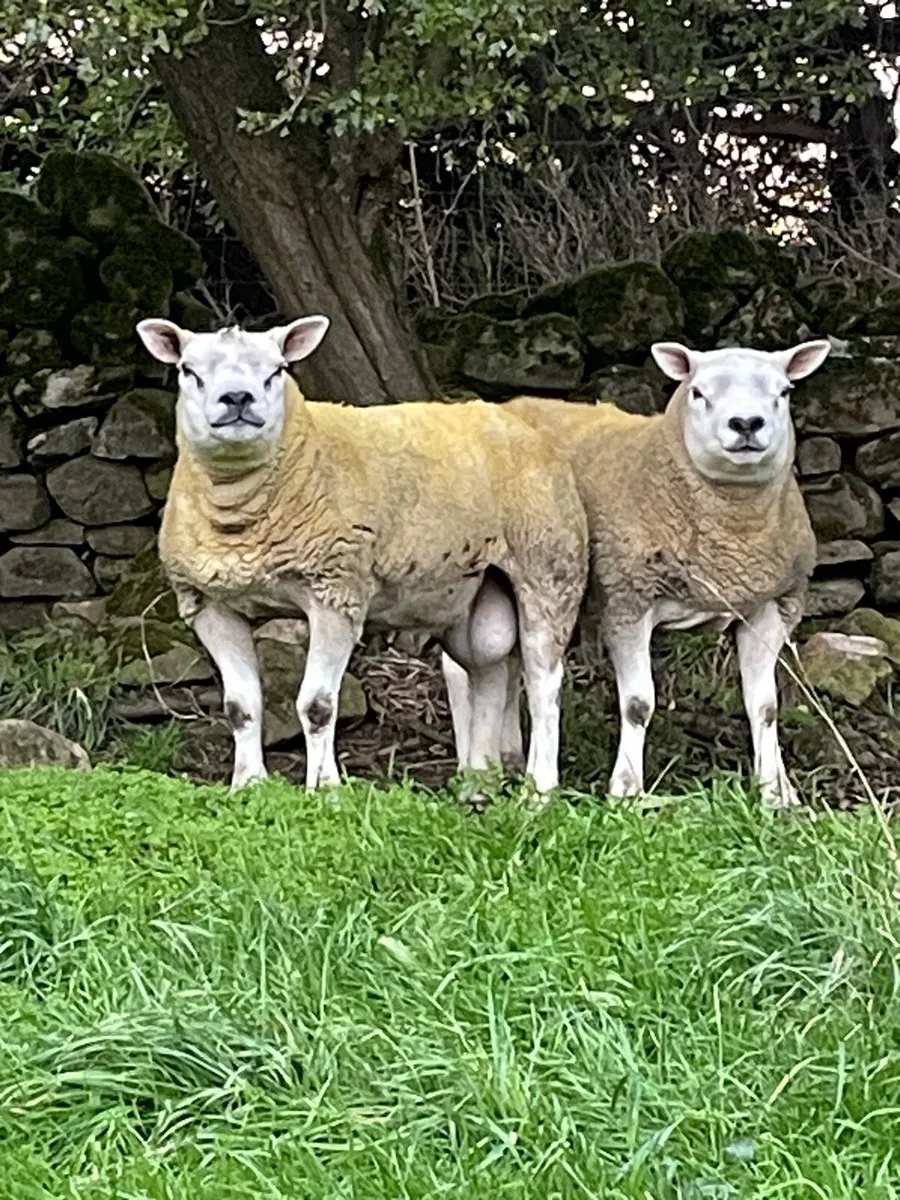 PNR Texel Rams - Image 1
