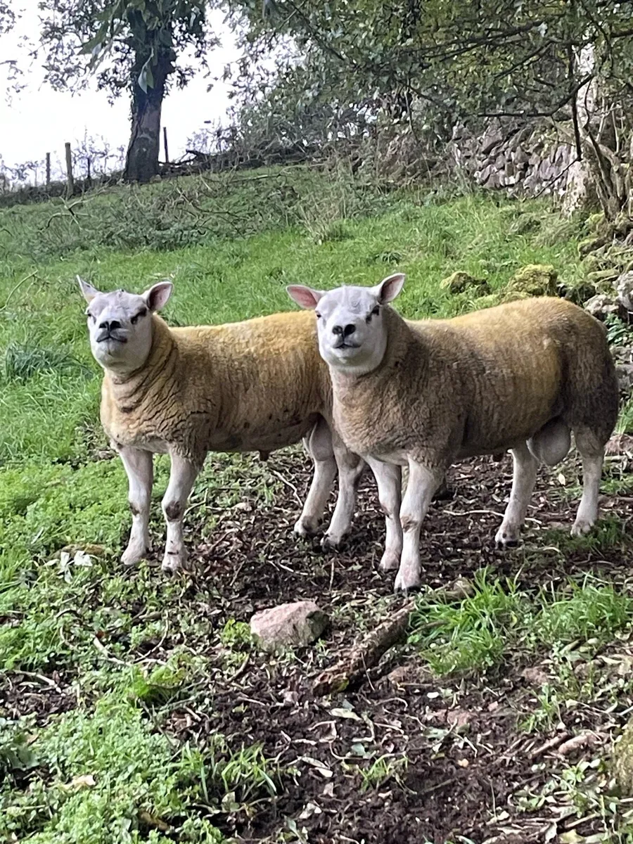 PNR Texel Rams - Image 2