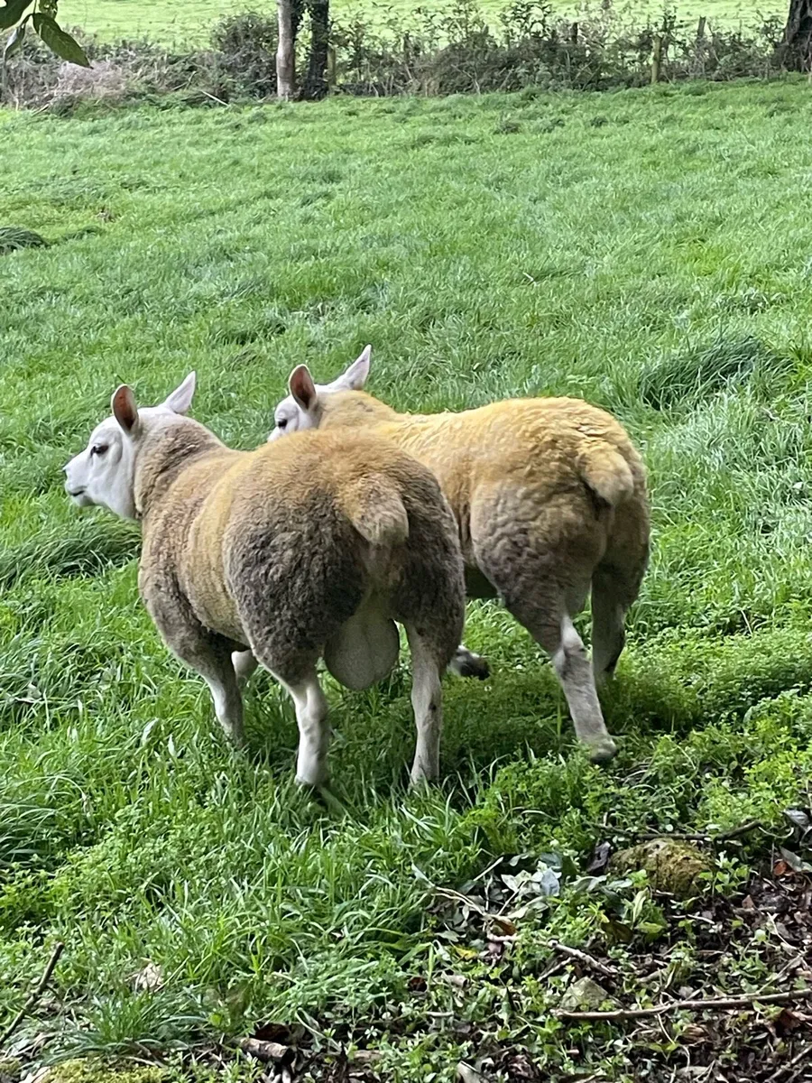 PNR Texel Rams - Image 3