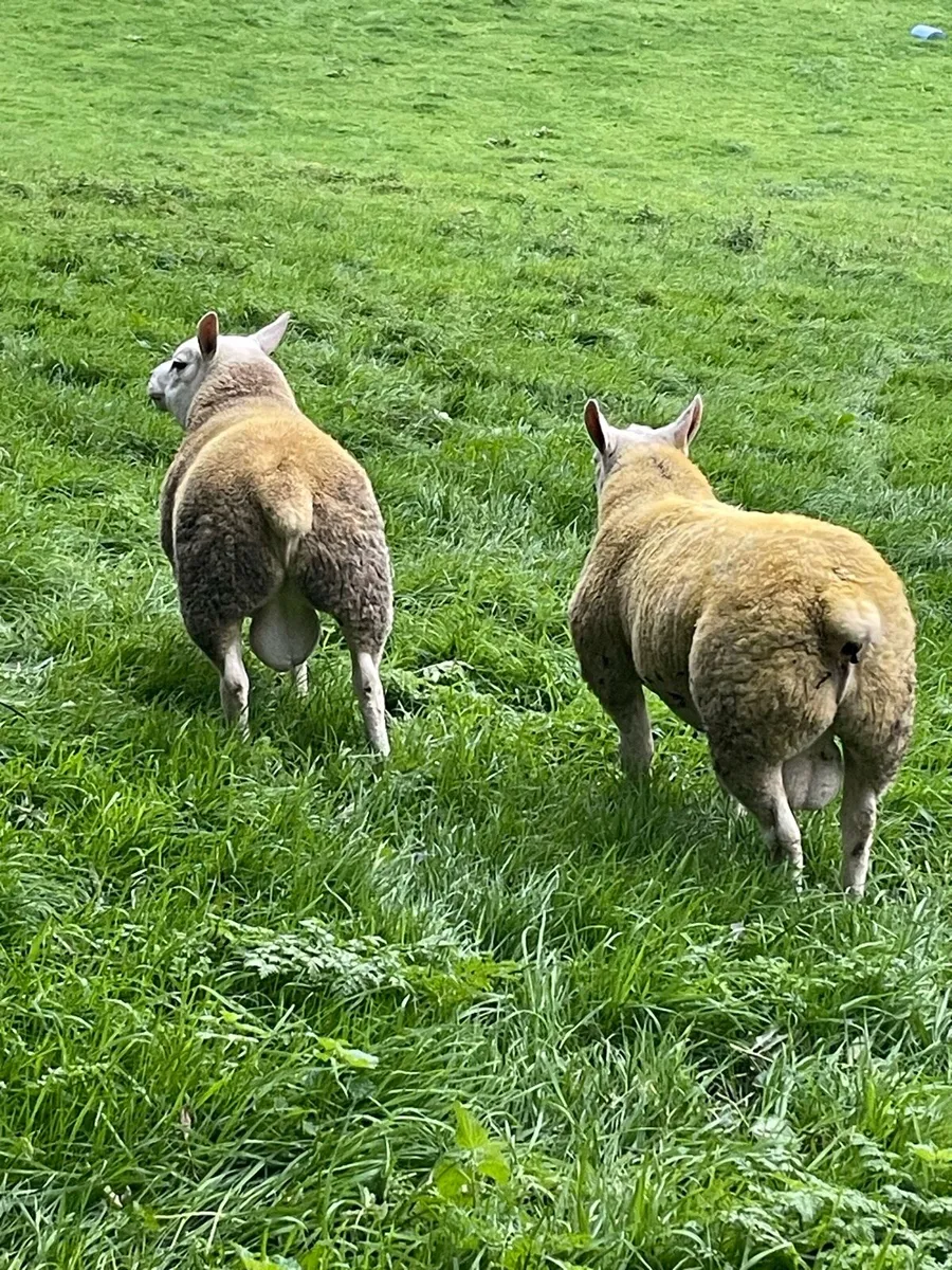 PNR Texel Rams - Image 4