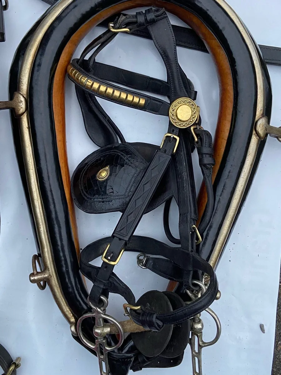 Set of driving harness - Image 1