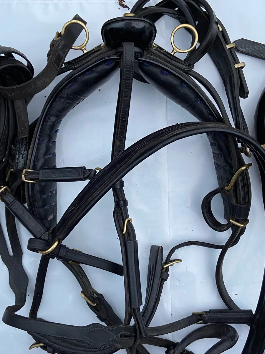 Set of driving harness - Image 3