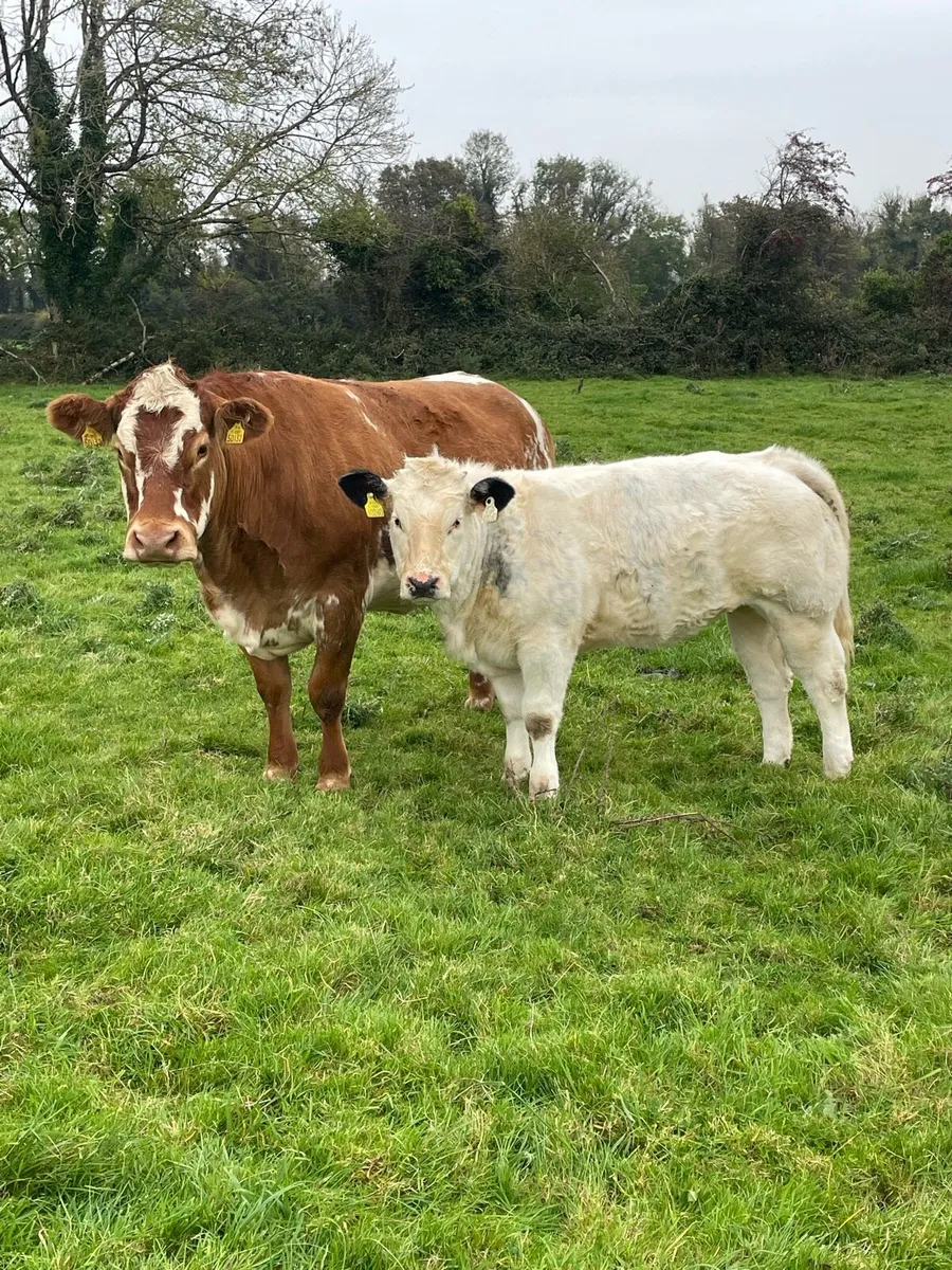 AI bred weanlings Ballymahon show sale 18th Oct - Image 1
