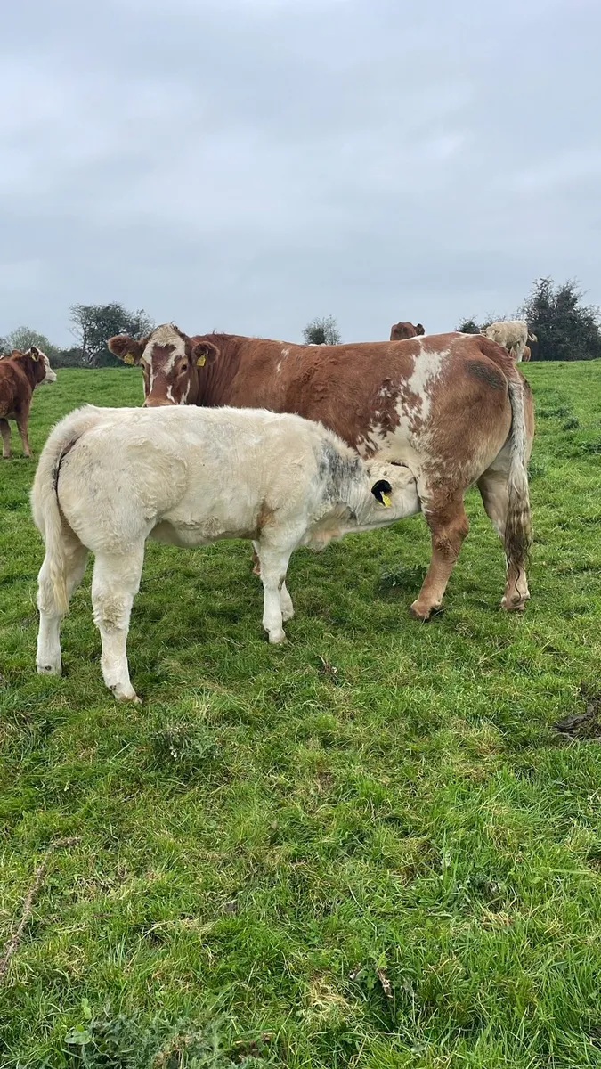 AI bred weanlings Ballymahon show sale 18th Oct - Image 2