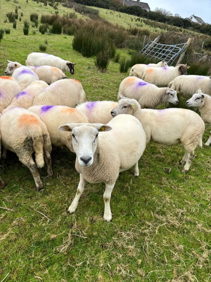 Hoggets for Sale - Image 1