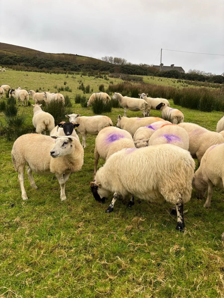 Hoggets for Sale - Image 3