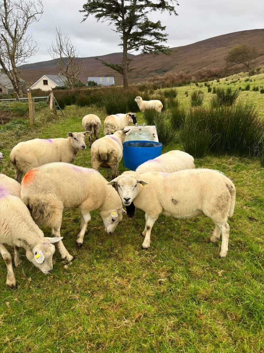 Hoggets for Sale - Image 2