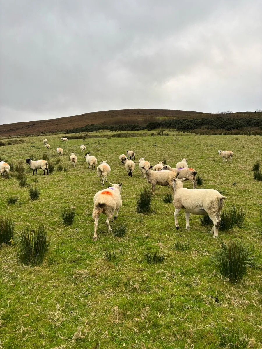 Hoggets for Sale - Image 4