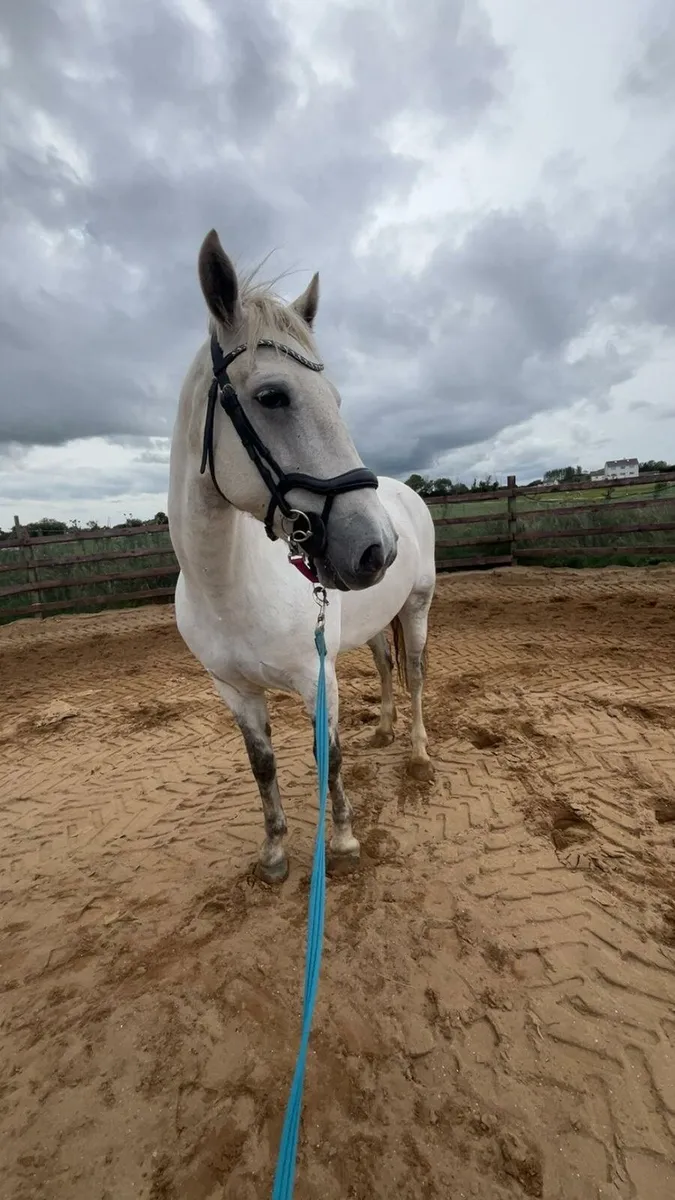15.1hh Connemara Mare - Image 1