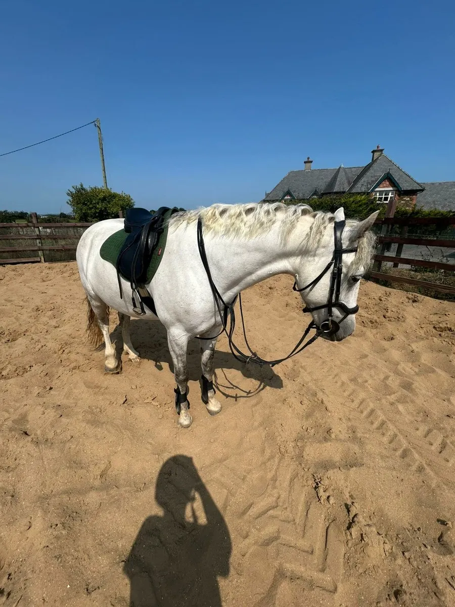 15.1hh Connemara Mare - Image 2