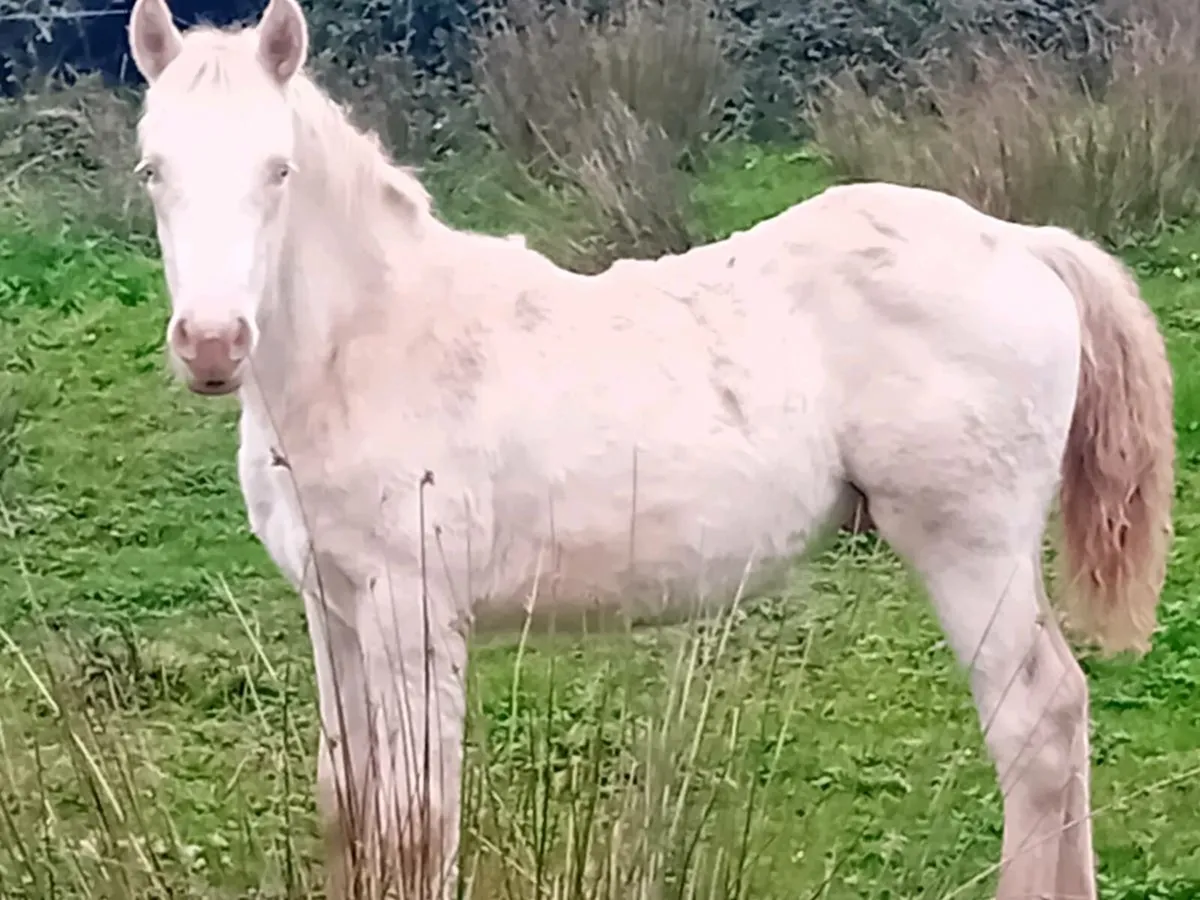 Connemara Colt Foals - Image 1