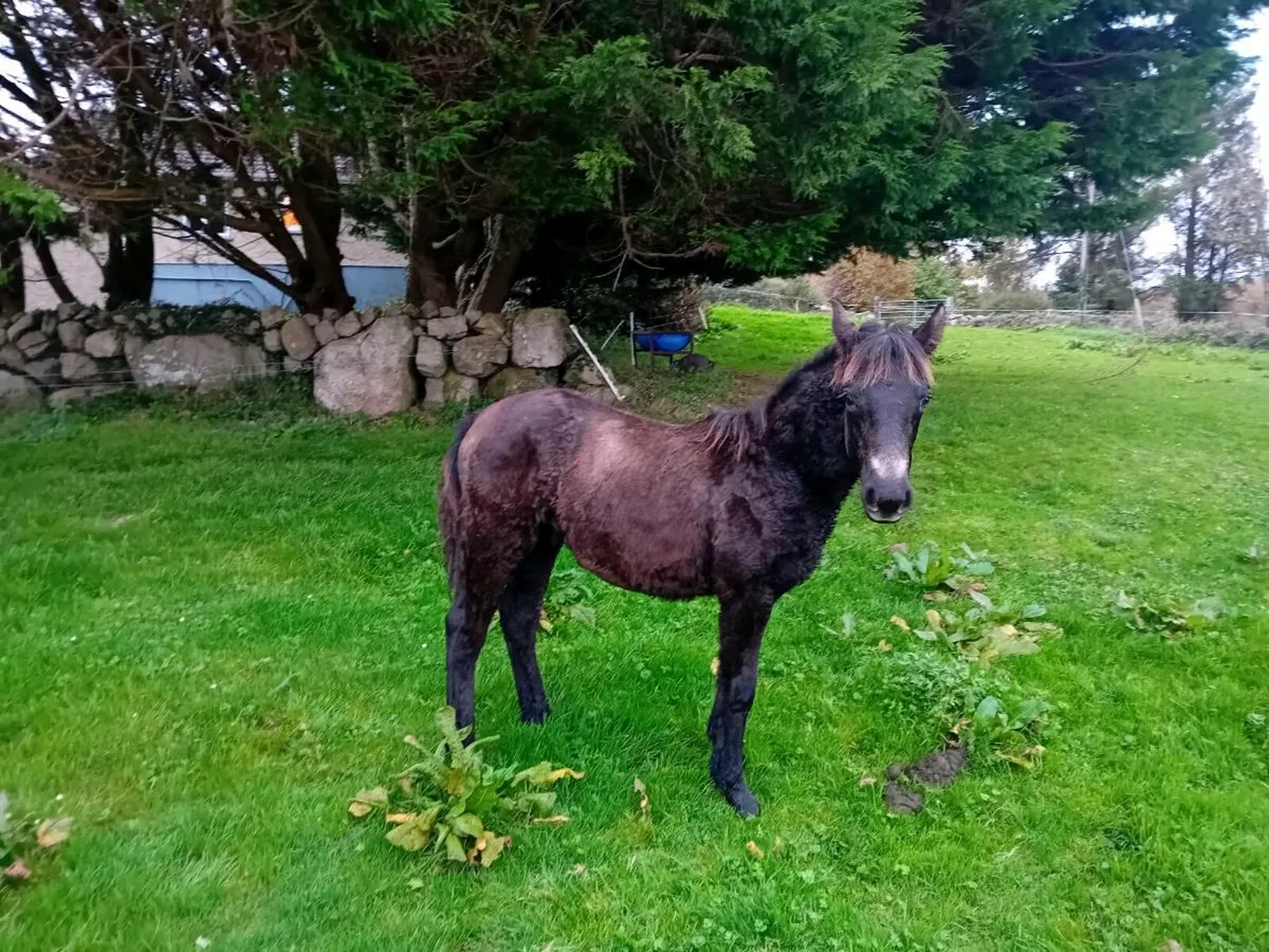 Connemara Colt Foals - Image 3