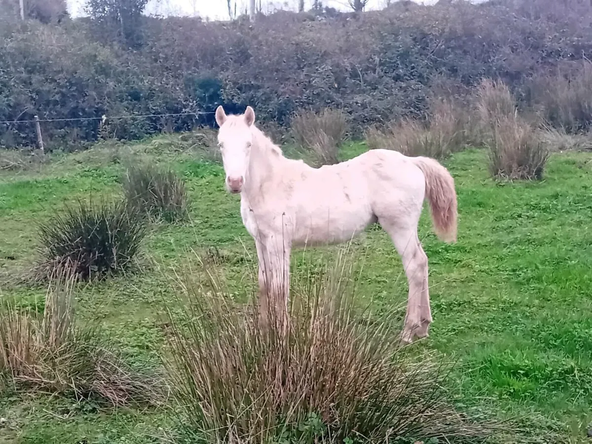 Connemara Colt Foals - Image 4