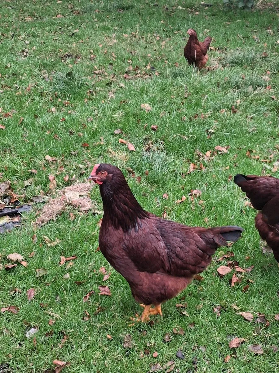 Rhode island pullets - Image 1