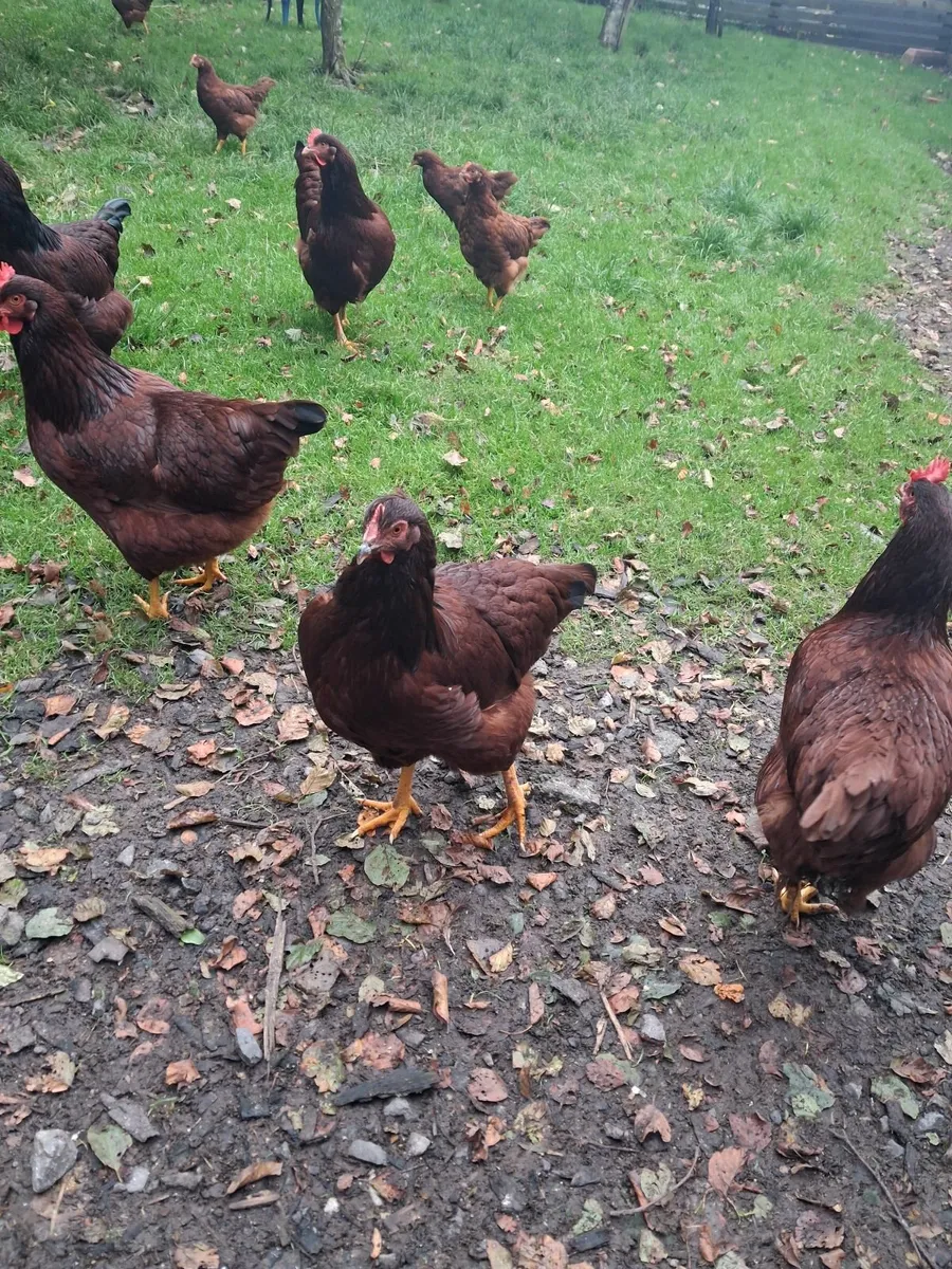 Rhode island pullets - Image 2