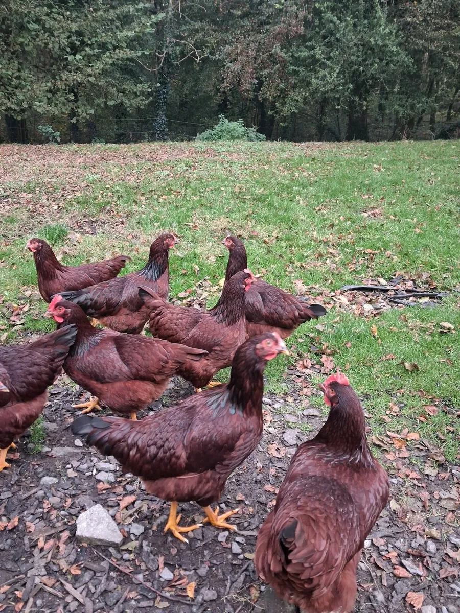 Rhode island pullets - Image 3