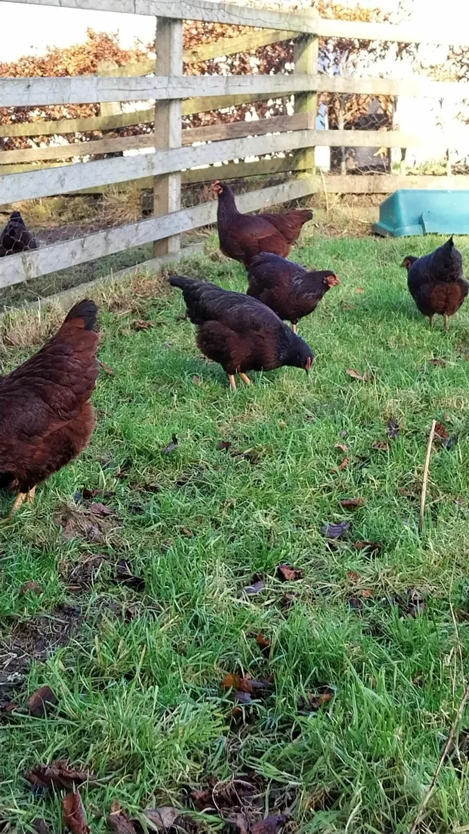 Rhode island pullets - Image 4