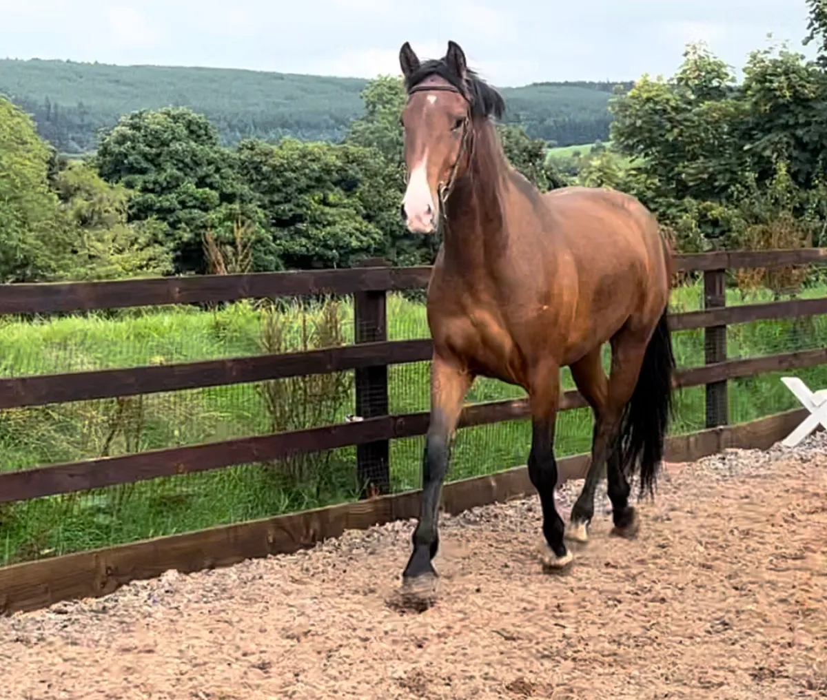 Quality 3yr old Irish Draught mare - Image 1