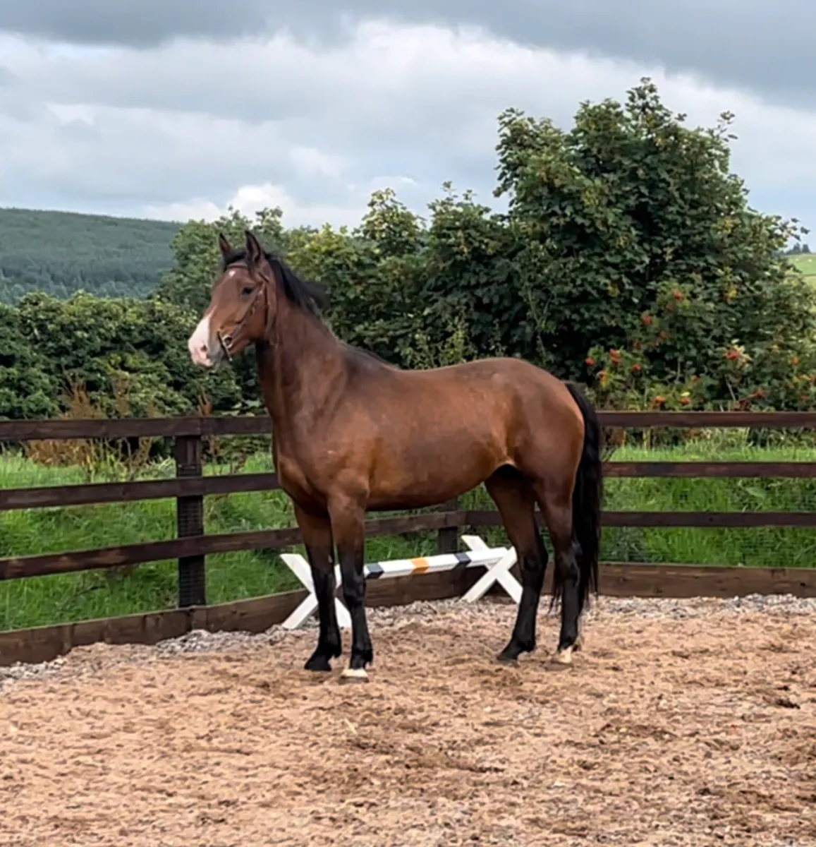Quality 3yr old Irish Draught mare - Image 2