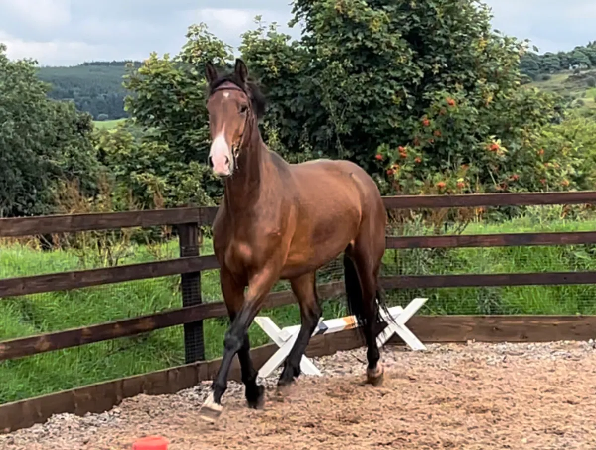 Quality 3yr old Irish Draught mare - Image 3