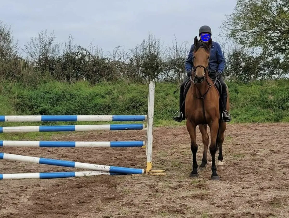 Horse for Sale - Image 2
