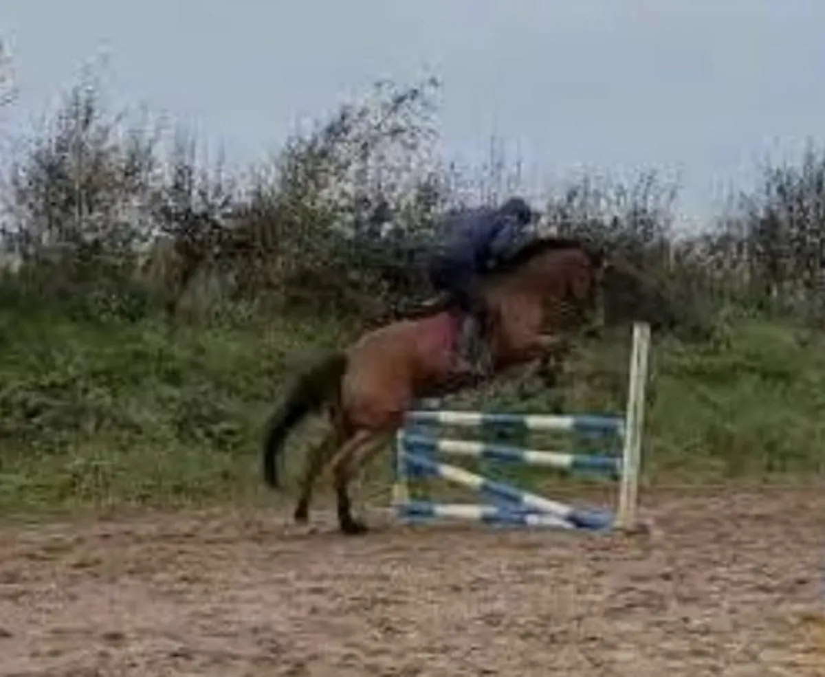 Horse for Sale - Image 3