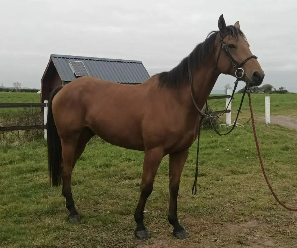 Horse for Sale - Image 1