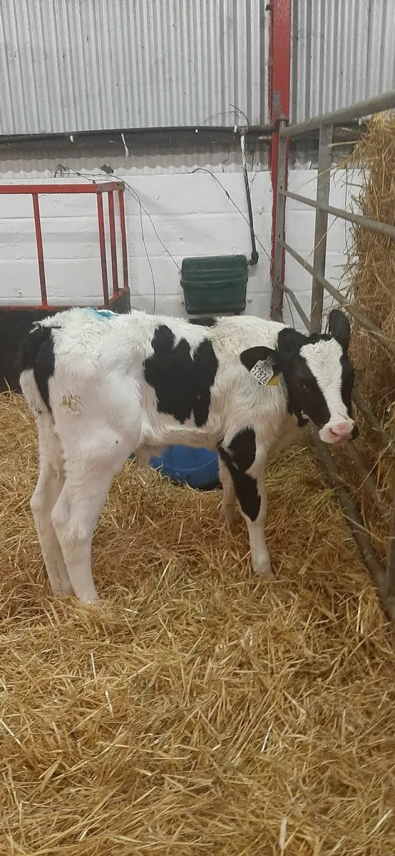Fr calves for sale - Image 1