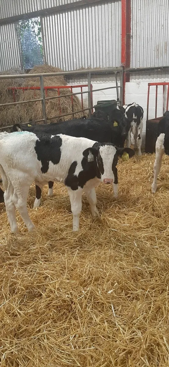 Fr calves for sale - Image 2